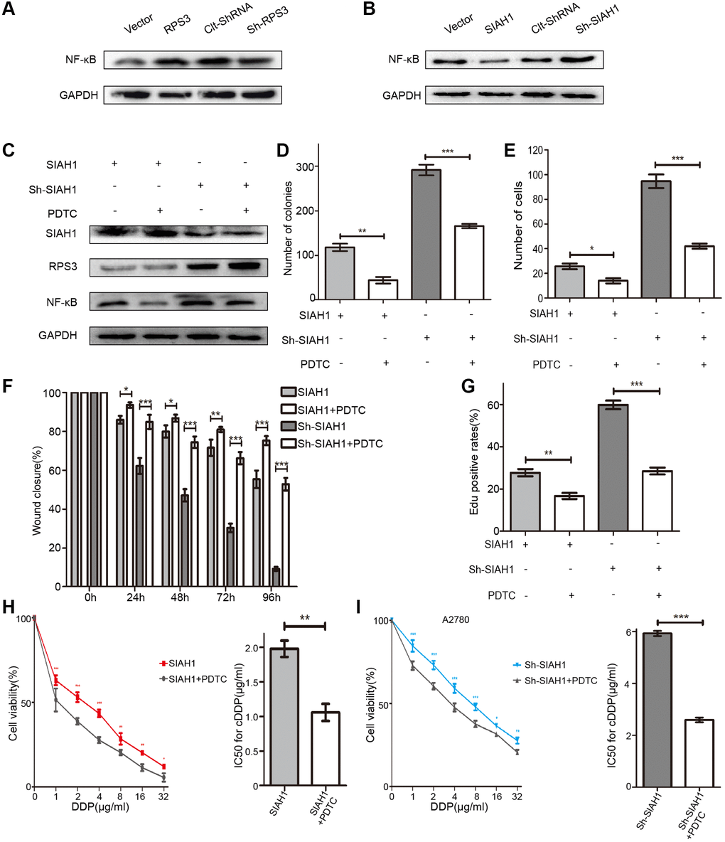 SIAH1 inhibits the NF-κB pathway via RPS3 downregulation. (A) Western blotting for NF-κB p65 in A2780 cells separately transfected with Vector, SIAH1, Clt-shRNA and sh-SIAH1 for 48 h. (B) Western blotting for NF-κB p65 in A2780 cells separately transfected with Vector, RPS3, Clt-shRNA and sh-RPS3 for 48 h. (C) Western blotting for SIAH1, RPS3 and NF-κB p65 in A2780 cells separately transfected with SIAH1and sh-SIAH1 for 48 h, and treated with PDTC (200 μM) for 24 h. A2780 cells were separately transfected with SIAH1 and sh-SIAH1 for 48 h and treated with PDTC for 24 h. The number of Cell Colonies was determined (D), the cell number of Transwell assay was obtained (E), the Wound closure percentage was calculated (0, 24, 48, 72 and 96 h) (F), and the Edu positive rates (G), cell viability (H, I left panels), and IC50 for cDDP (H, I right panels) were measured in A2780 cells. *p **p ***p 