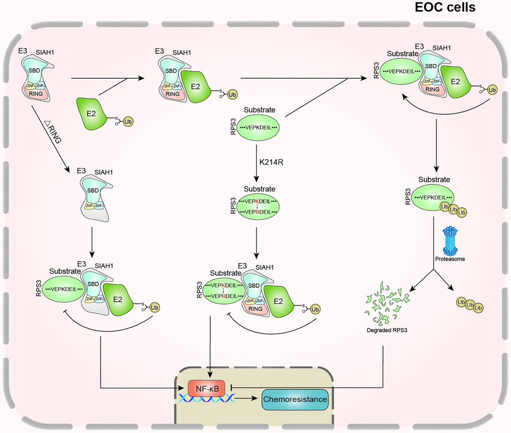 Schematic diagram of this study.