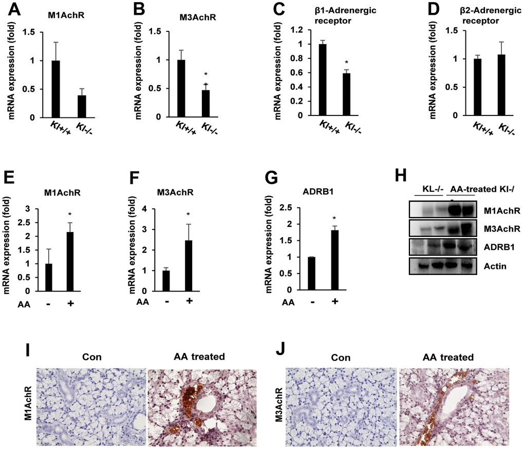 Ascorbic acid upregulates muscarinic and adrenergic receptors in aging SAMP1/kl -/- mice. (A–D) Age-related muscarinic (M1/M3AchR) and adrenergic receptor (ADRβ1/β2) alterations in the salivary gland. Total mRNA was isolated from salivary gland tissues of SAMP1/kl+/+ and SAMP1/kl-/- mice. Quantification of endogenous mRNA expression was performed by quantitative reverse transcription-polymerase chain reaction (qRT–PCR). *p E–H) Effects of ascorbic acid treatment in the salivary glands of SAMP1/kl -/- mice. SAMP1/kl -/- mice were fed 100 mg/kg ascorbic acid orally daily. Muscarinic and adrenergic receptor expression in the salivary glands of SAMP1/kl-/- mice treated with ascorbic acid was analyzed by quantitative RT–PCR or Western blotting. *p I, J) Immunohistochemistry staining of M1 and M3AchR in tissue sections of salivary glands from ascorbic acid-treated SAMP1/kl -/- mice. Data are presented as the mean ± standard deviation (SD). Each group was compared with the mean of the control.