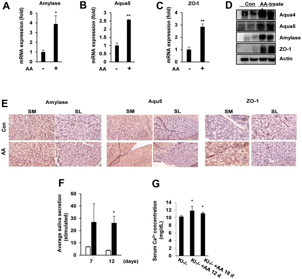 Ascorbic acid induces the expression of salivary gland functional proteins involved in saliva secretion. SAMP1/kl -/- mice were fed daily with ascorbic acid (100 mg/kg). (A–D) α-amylase, aqua4/5, and ZO-1 expression in the salivary glands of SAMP1/ kl-/- mice was analyzed by quantitative RT–PCR or Western blotting. *p p E) Immunohistochemistry staining of α-amylase, aqua4/5, and ZO-1 in submandibular or sublingual tissue of salivary glands from ascorbic acid-treated SAMP1/ kl -/- mice. (F) After oral administration of ascorbic acid in SAMP1/kl-/- mice, saliva was stimulated with an acetylcholine injection at 7 or 12 days. (G) Serum Ca2+ levels in the control and ascorbic acid-treated SAMP1/kl-/- mice at the indicated times. *p 