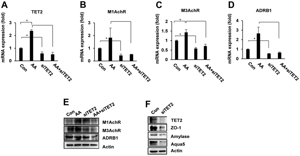 TET2 knockdown impairs ascorbic acid-mediated salivary gland functional activity. PSGC kl +/+ cells were transfected with siTET2 for 24 hrs. Cells were then treated with ascorbic acid (20 μg/mL) and incubated for 24 hrs, and mRNA expression was evaluated by qRT–PCR. (A–D) mRNA expression of M1 AchR, M3AchR, and ADRB1 in PSGC kl +/+ cells treated with ascorbic acid, siRNA TET2, or both. Data are presented as the mean ± SD. *p p E) The expression of M1AchR, M3AchR, and ADRB1 protein was determined by Western blotting under the same conditions. (F). Effects of siTET2 on salivary gland functional proteins. PSGC kl +/+ cells were transfected with siTET2 for 48 hrs. After transfection, the protein levels of α-amylase, aqua5, and ZO-1 were analyzed by Western blotting. Actin was used as an internal control.