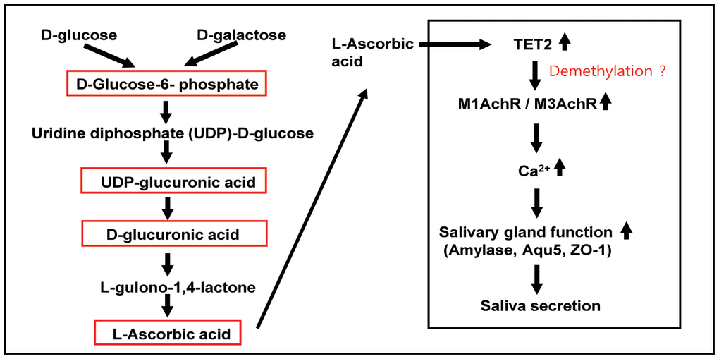 Schematic pathway for the metabolism and roles of ascorbic acid in salivary glands. In most mammals, glycogenolysis, as a major source of UDP-glucuronic acid, leads to ascorbic acid synthesis. The glycogenolysis pathway is involved in the metabolism of glucose under normal and disease conditions and in the regulation of physiological functions. D-Glucose is converted into L-ascorbic acid via D-glucuronic acid, L-gulonic acid, and 2-keto-L-gulonolactone as intermediates. Ascorbic acid stimulates TET2 activity by promoting the recycling of inactive oxidized ferric iron (Fe3+) to actively reduced ferrous iron (Fe2+) in vitro and in vivo. Activation/expression of TET2 is indirectly involved in the expression of muscarinic and adrenergic receptors in salivary glands through global DNA demethylation. Ascorbic acid-induced TET2 promotes the expression of muscarinic and adrenergic receptors, which induce Ca2+ signaling, thereby inducing salivary gland functional protein and ultimately maintaining saliva secretion.