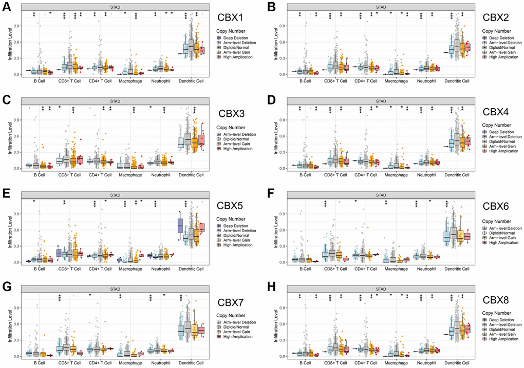 Correlation between CNV of CBXs and immune cell infiltration in gastric cancer analyzed by TIMER. (A) CBX1; (B) CBX2; (C) CBX3; (D) CBX4; (E) CBX5; (F) CBX6; (G) CBX7; (H) CBX8. *p **p ***p 