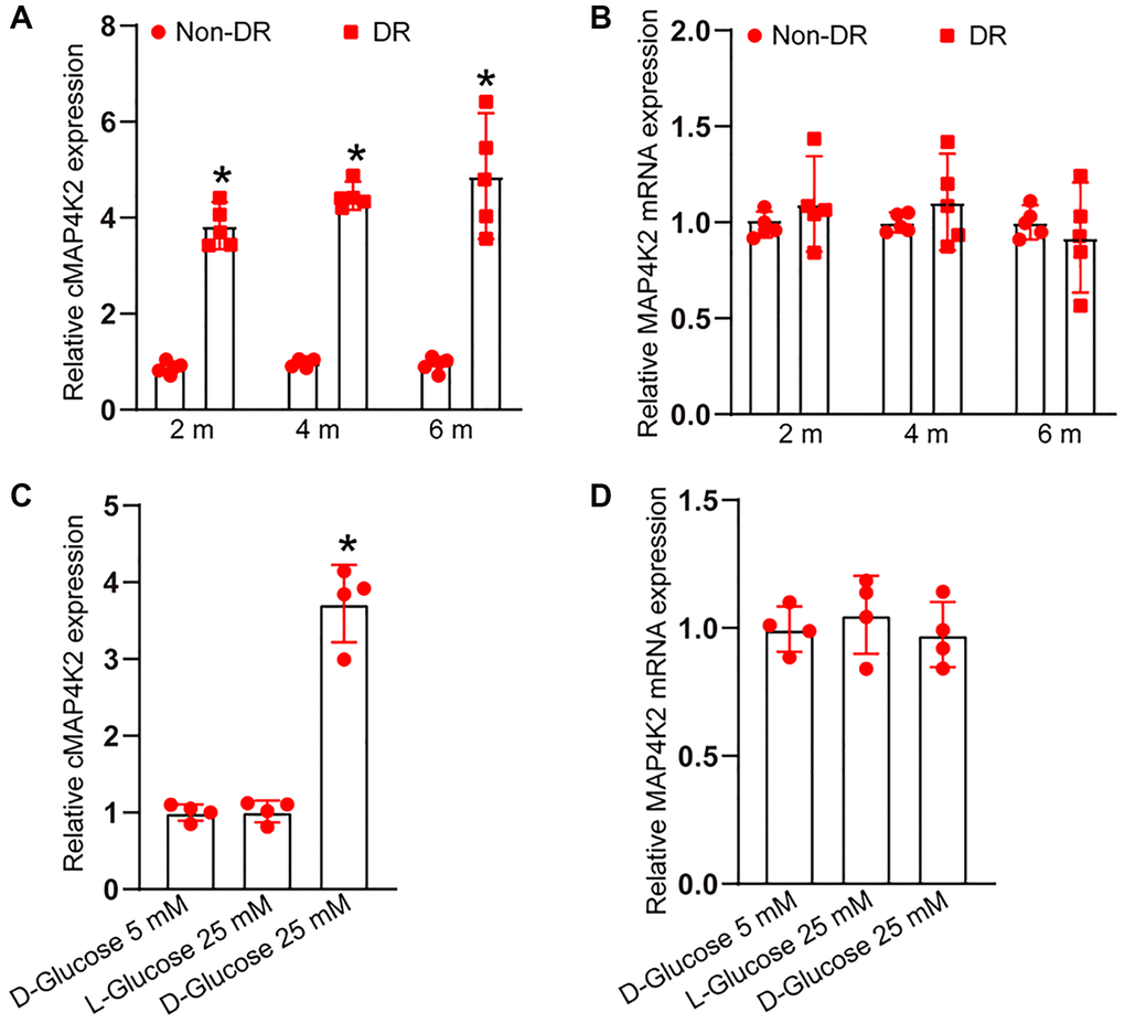 cMAP4K2 expression is induced in retinal vessels and endothelial cells after high glucose exposure. (A and B) qRT-PCRs were performed to detect the expression of cMAP4K2 and MAP4K2 mRNA in retinal vessels isolated from non-diabetic retinas (non-DR) and diabetic retinas (DR) at 2 month, 4 months, and 6 months (n = 5 animals per group, *P U test). (C and D) qRT-PCRs were performed to detect the expression of cMAP4K2 and MAP4K2 mRNA in HRVECs cultured in the medium containing 5 mM glucose, L-glucose (25 mM), or D-glucose (25 mM) for 24 h (n = 4, *P 