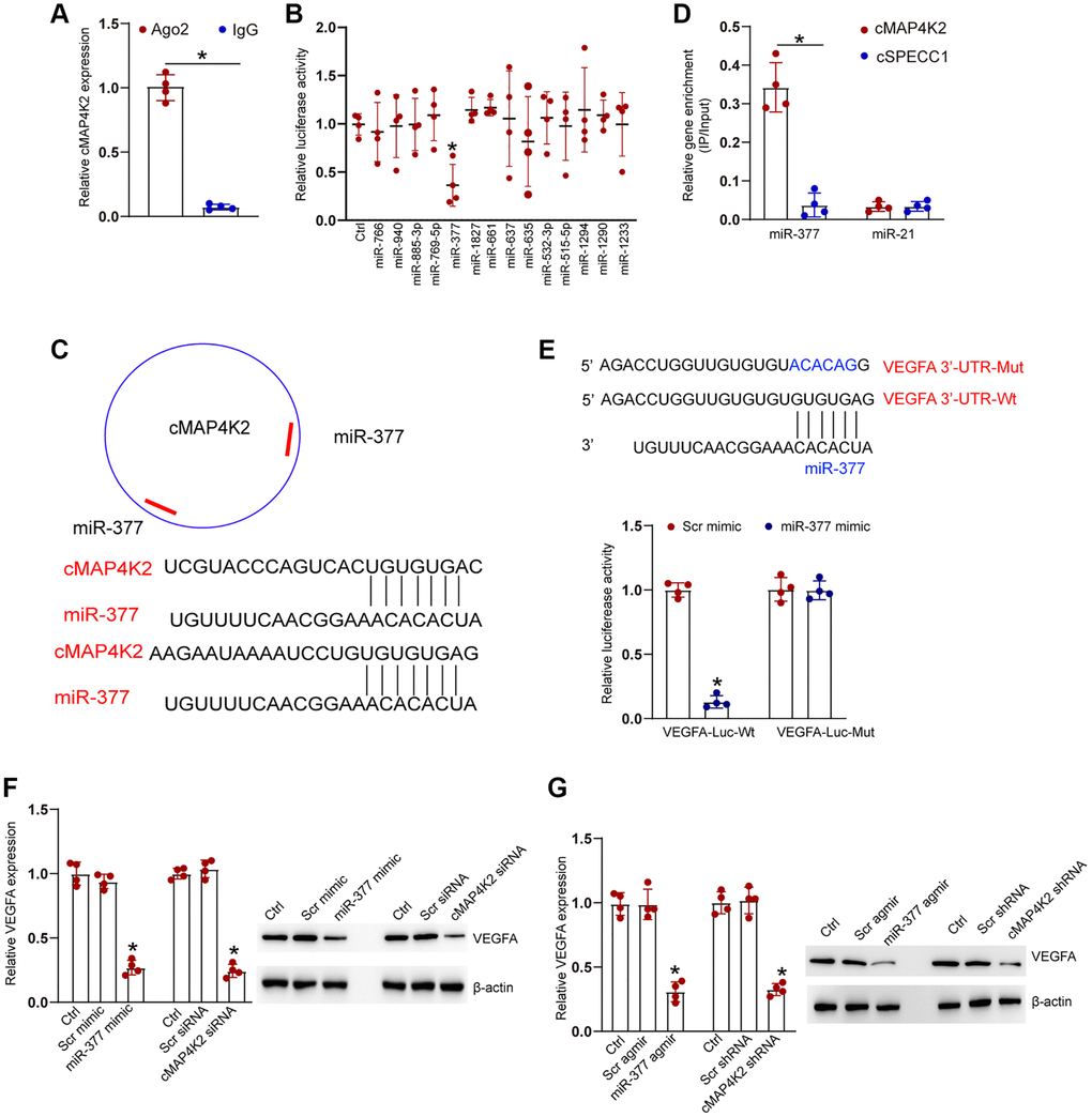 cMAP4K2 regulates endothelial cell function by acting as the miRNA sponge. (A) The cell fractions were isolated from HRVECs and immunoprecipitated using Ago2 or IgG antibody. The amount of cMAP4K2 in the immunoprecipitate was examined by qRT-PCRs (n = 4, *P B) HRVEC were transfected with pGL3-Basic (Ctrl) or LUC-cMAP4K2 with different miRNA mimic and pRL-TK vector (internal transfection control). Luciferase activity was detected at 36 h post-transfection using the Dual-Luciferase Reporter Assay kit (n = 4, *P C) The schematic figure showed the potential binding regions of miR-377 on cMAP4K2 transcript. (D) The biotinylated miR-21 or miR-377 were transfected into HRVECs. The amount of cMAP4K2 and cSPECC1 (negative control) in the input and bound fractions were examined by qRT-PCR assays following streptavidin capture. The relative immunoprecipitate (IP)/input ratios were plotted (n = 4). (E) LUC-VEGFA or LUC-VEGFA-mutant was co-transfected without or with miRNA mimic and pRL-TK vector. Luciferase activity was detected at 36 h after transfection (n = 4). MUT: mutated VEGFA 3’-UTR without miR-377 binding site. (F) HRVECs were cultured with D-glucose (25 mM) for 24 h and then transfected with scramble (Scr) mimic, miR-377 mimic, Scr siRNA, cMAP4K2 siNRA, or left untreated (Ctrl) for 24 h. qRT-PCRs and western blots were performed to detect the expression of VEGFA at mRNA levels and protein levels (n = 3). (G) Diabetic retinas received an injection of Src agomir, miR-377 agomir, Scr shRNA, cMAP4K2 shNRA, or left untreated (Ctrl) for 1-month. qRT-PCRs and western blots were performed to detect the expression of VEGFA at mRNA levels and protein levels (n = 3 animals per group). *P t test (A), one-way (B, F, and G), or two-way ANOVA (D and E) followed by the Bonferroni post hoc test.