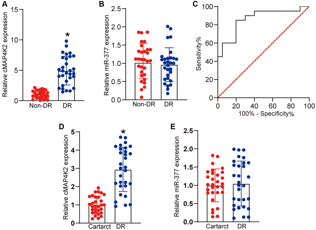 Clinical significance of cMAP4K2-mediated signaling in DR. (A and B) qRT-PCR assays were performed to detect the vitreous levels of cMAP4K2 and miR-377 in the patients with DR (n = 30 eyes) or non-diabetic patients with macular hole (non-DR, n = 30 eyes). (C) Receiver operating characteristic (ROC) curve analysis of cMAP4K2 and the corresponding area under curve (AUC) value in the discriminative power of cMAP4K2 for DR. *P t test. (D and E) qRT-PCR assays were performed to detect the levels of cMAP4K2 and miR-377 in the aqueous humor of the patients with DR (n = 30 eyes) or cataract (n = 30 eyes). *P t test.