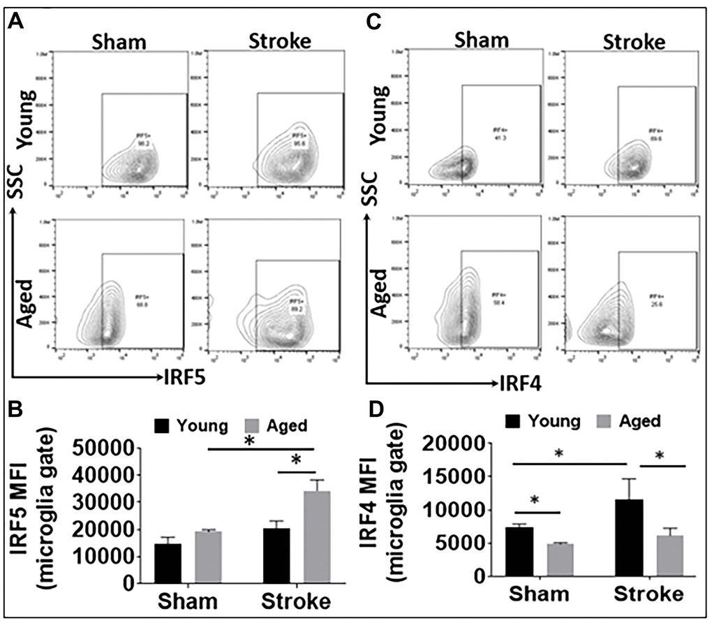 IRF5 and IRF4 expression levels in microglia in young and aged C57BL/6 mice. (A, B) Representative flow plots of microglial IRF5 (A) and the mean fluorescence intensity (MFI) (B). (C, D) Representative flow plots of microglial IRF4 (C) and the MFI) (D). n = 4-5 /group sham and 6-7/group stroke; *p