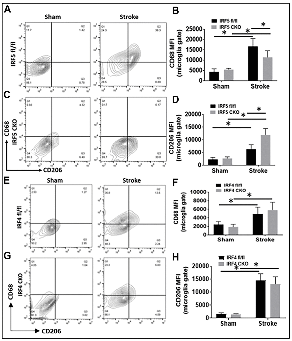 Cell-membrane inflammatory marker levels in IRF5 or IRF4 CKO vs. flox microglia by flow cytometry performed on stroke and sham brains. (A, C) Representative flow plots of IRF5 CKO, and (E, G) IRF4 CKO microglia gated by CD68 and CD206. (B, D, F, H) Quantification data of MFI for CD68 (B for IRF5, and F for IRF4) and CD206 (D for IRF5, and H for IRF4). n = 4 to 5 per sham and 6 to 7 per stroke group; *P 