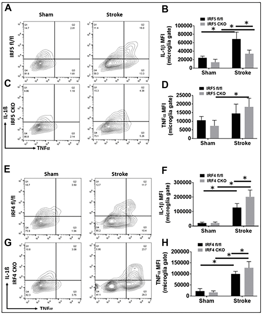 Intracellular cytokine levels in IRF5 or IRF4 CKO vs. flox microglia by flow cytometry performed on stroke and sham brains. Quantification data are presented as mean MFI. (A–D) Data of IRF5 CKO and (E–H) data of IRF4 CKO microglia, respectively. (A, C) are representative intracellular staining plots for IL-1β/TNF-α in both IRF5 CKO and flox microglia; (E, G) are plots for IL-1β/TNF-α in both IRF4 CKO and flox microglia. MFI of these cytokines were quantified in (B, D, F, H). n = 4 to 5 per sham and 6 to 7 per stroke group; *P 