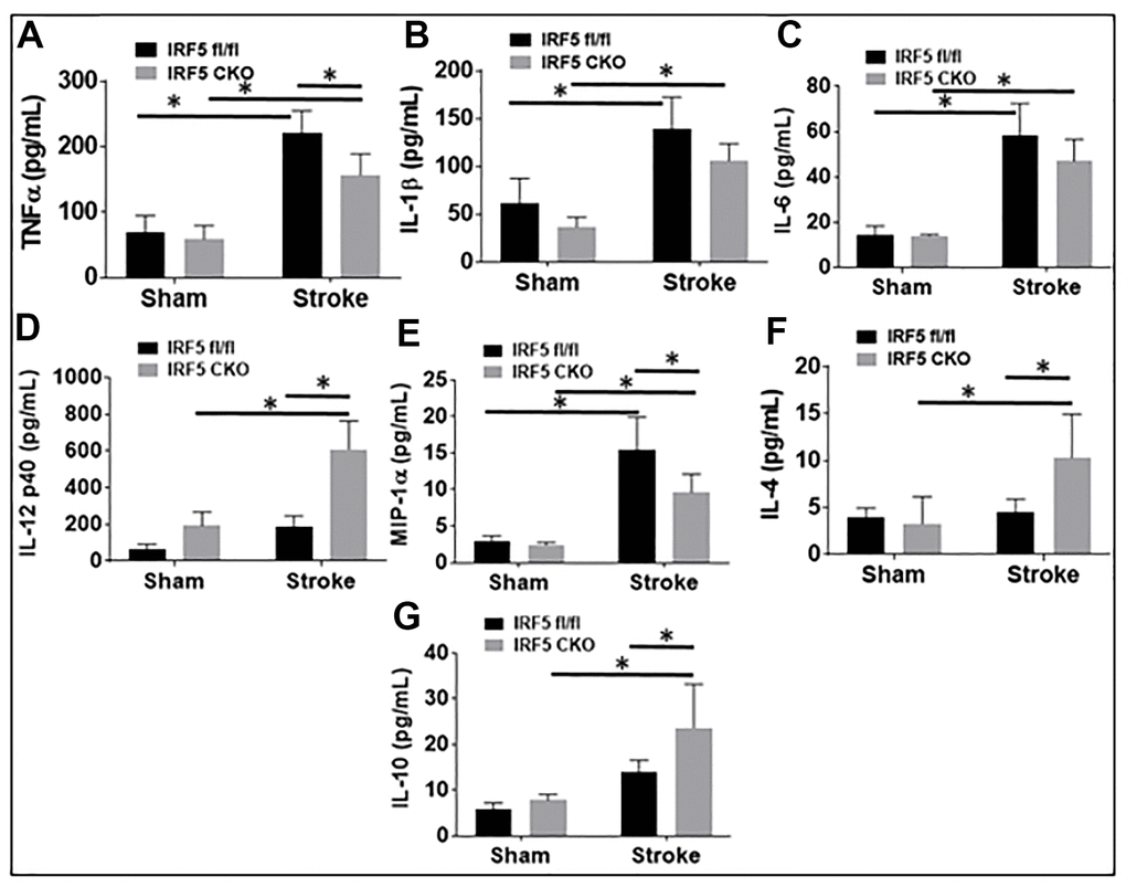 IRF5 blood plasma levels of inflammatory mediators at 3d after MCAO. Proinflammatory mediators (TNF-α, IL-1β, IL-6, IL-12p40, and MIP-α; A–E) and anti-inflammatory mediators (IL-4 and IL-10; F, G) in IRF5 CKO mice. Each sample was probed in duplicates. n=6 per stroke and 4 per sham group; *P 