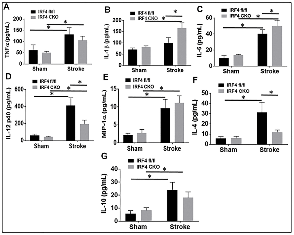 IRF4 blood plasma levels of inflammatory mediators at 3d after MCAO. Proinflammatory mediators (TNF-α, IL-1β, IL-6, IL-12p40, and MIP-α; A–E) and anti-inflammatory mediators (IL-4 and IL-10; F, G) in IRF4 CKO mice. Each sample was probed in duplicates. n=6 per stroke and 4 per sham group; *P 