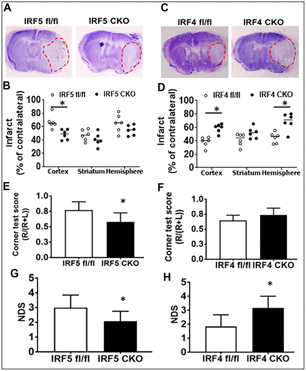 Stroke outcomes in aged IRF5/4 CKO and flox mice at 3d after MCAO. (A, C) Representative IRF5 and IRF4 CKO vs. flox brain slices stained with cresyl violet. (B, D) Quantification of infarct volumes. (E, F) Corner test scores calculated by R/(R+L) x100, where R and L are right and left turn number respectively. (G, H) Neurological deficits scores. n =6/group; *P 