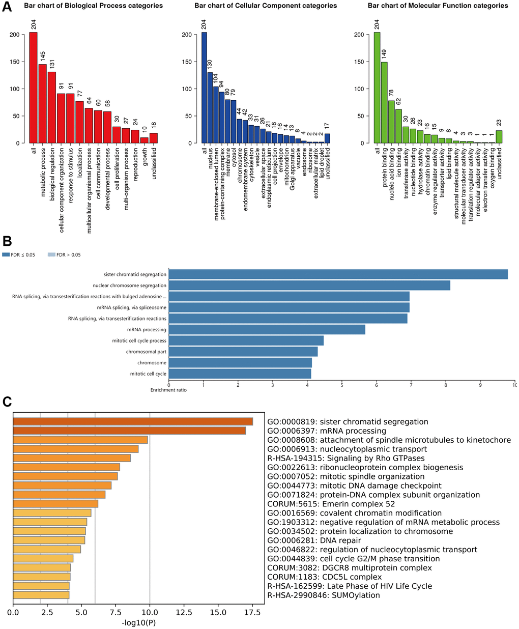 Functional enrichment analysis of the m6A “readers” in HCC. (A) GO enrichment analysis (molecular functions, biological processes and cell components) of the co-expression genes of m6A “readers”. These data were collected from WebGestalt database. (B) Bar graph of KEGG enrichment using WebGestalt website. The co-expressed gene of m6A “readers” were enriched in sister chromatid segregation, nuclear chromosome segregation, RNA splicing via transesterification reactions with bulged adenosine, mRNA splicing via spliceosome, RNA splicing via transesterification reactions and mRNA processing. (C) Bar graph of KEGG enrichment using Metascape. The co-expressed gene of m6A “readers” were enriched in sister chromatid segregation and mRNA processing pathways.