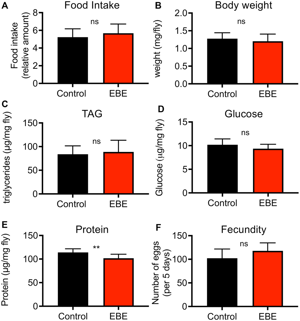 Effects of Eisenia bicyclis extract of physiological parameters of female Drosophila. Application of EBE to female adult flies did not change the intake of nutrients over a 24 h period (A). The body weight was also not changed in response to EBE (B). The effects on body fat (C), on body glucose (D) and body protein (E) were quantified. Fecundity was quantified under both conditions (F). N≥10, mean values ± S.E.M. are given. Statistical analyses were performed with unpaired t-tests. Ns means not significant, ** means p