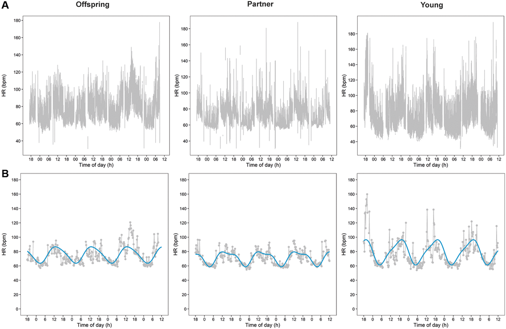 Heart rate (HR) data plots over 3.5 days of three representative participants. Plots of raw HR data during 3.5 days of three representative participants are presented in panel (A) One middle-aged offspring of a long-lived family, one middle-aged partner, and one young individual. Panel (B) Presents plots of the aggregated cleaned HR data of the raw data presented in panel A together with the cosinor plots resulted from the cosinor analyses.