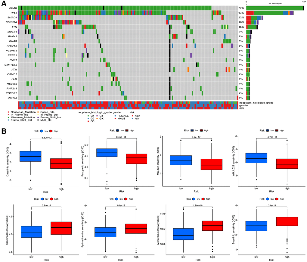 (A) The mutational landscape of two immune subtypes (high risk and low risk) (B) The potential sensitive targeted drugs in high risk group and low risk group.