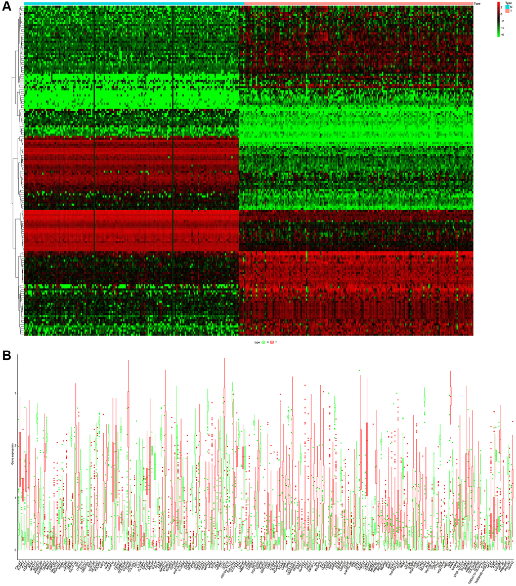 (A) Heatmap of the differential ARGs in the combination of GTEx data and TCGA-PAAD data. (B) Barplot of each differential ARGs between normal samples (green) and tumor samples (red).