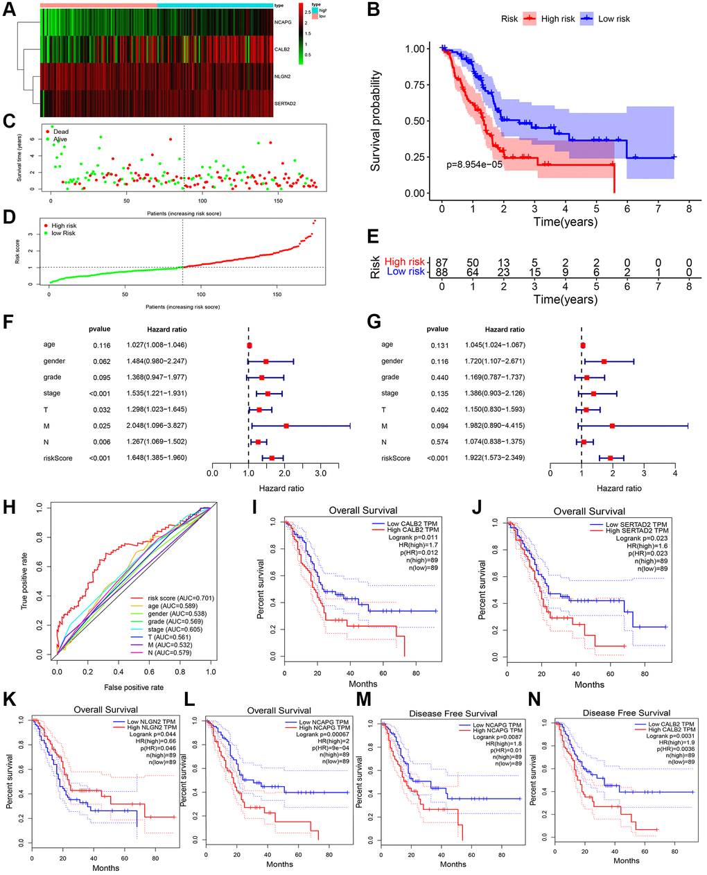 ADCP-associated risk score of PDAC patients and validation in TCGA cohorts. (A) Heatmap of the 4 screened ARGs in TCGA-PAAD cohort. (B) Survival analysis of high-risk group and low-risk group. (C) Number of patients in low risk group and high risk group. (D and E) The distribution of patients by risk score in TCGA-PAAD. (F) Univariate cox regression of clinical feature and risk score in TCGA-PAAD. (G) Multivariate cox regression of clinical feature and risk score in TCGA-PAAD. (H) ROC of risk score in TCGA-PAAD (I–N) Overall survival analysis and disease free survival analysis of the 4 genes in risk formula in TCGA-PAAD.