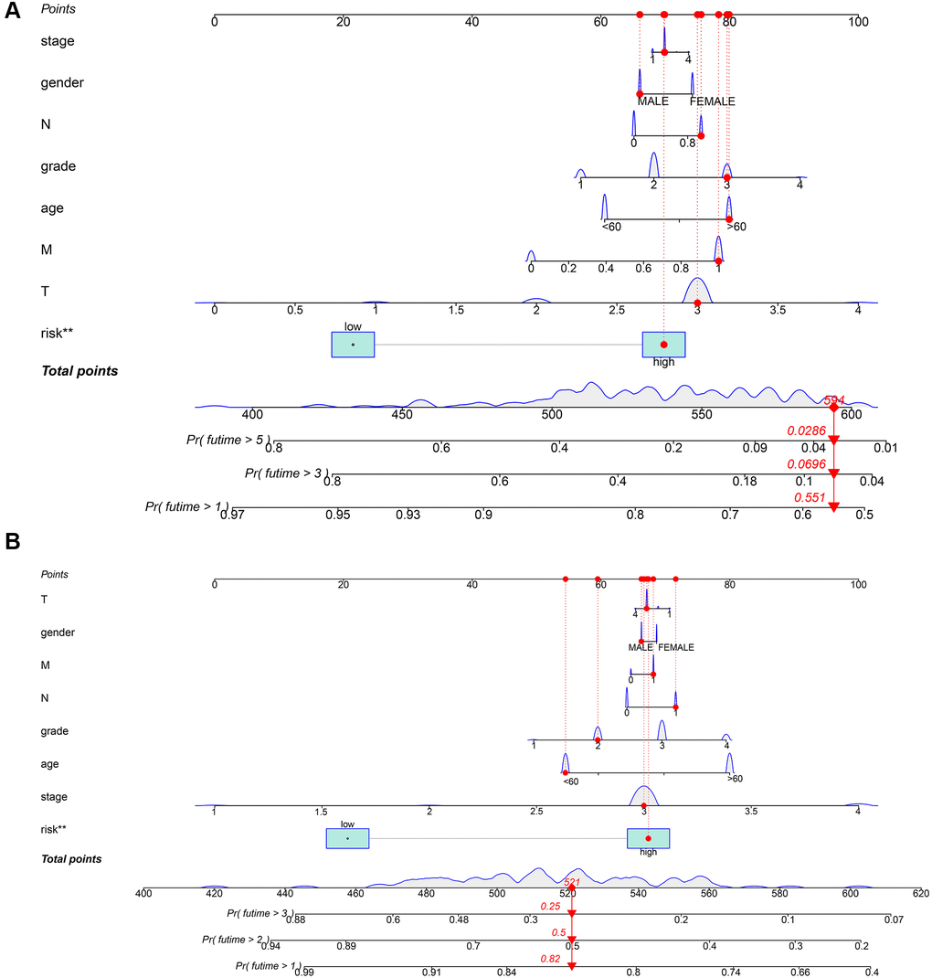 Construction of a nomogram for evaluating prognosis. (A) Nomogram for predicting the 1-, 3-, and 5 years OS of PDAC patients in TCGA. (B) Nomogram for predicting the 1-, 2-, and 3 years OS of PDAC patients in our local samples.