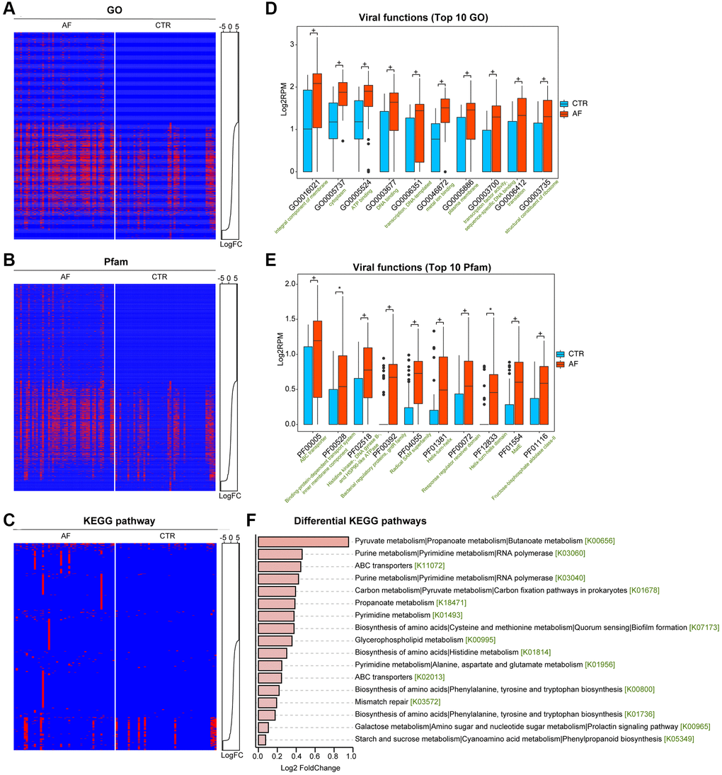 Functional alterations of the gut viral signals in AF. Presence-absence heat map of categorized viral functions in non-AF and AF individuals, including in Gene Ontology (GO, A), the Pfam protein family database (B), and the KEGG pathway (C). The abundance distributions were graphed with line charts, and abundance levels were presented as Log2 reads per million mapped reads (RPM). The box plots show the top 10 differential viral functions (D for GO and E for Pfam). Boxes represent interquartile ranges; lines denote medians, and circles are outliers. + denotes adjusted p (q) value *q F) Differential abundance in the discriminative KEGG pathways in AF compared to the control group.