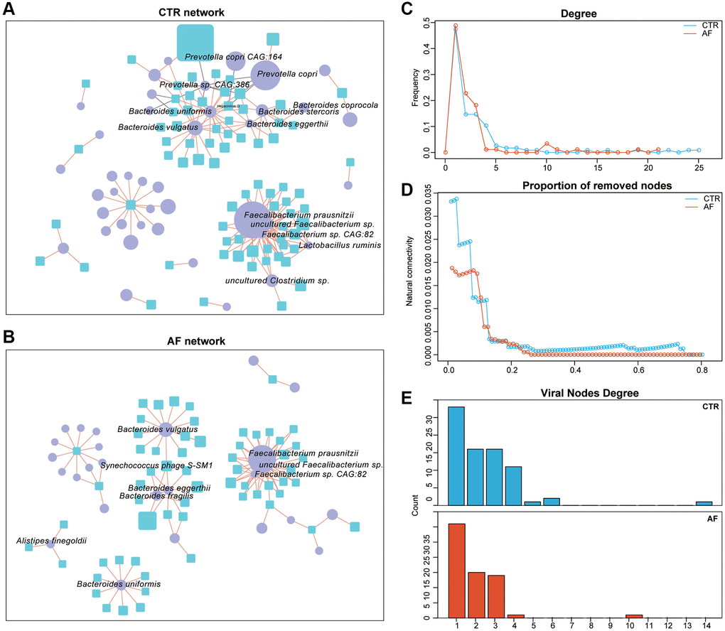 Virus-bacteria co-occurrence networks. Virus-bacteria co-occurrence networks for non-AF controls (A) and AF patients (B). The nodes are viruses and bacterial species. Purple ellipses and blue rectangles represent bacterial species and viruses, respectively. Edges represent positive (orange) and negative (grey) associations of viruses with bacterial organisms at the species level. Nodes denote distinct bacterial organisms or viruses, with their sizes being proportional to mean relative abundances. The cutoff Spearman correlation coefficient and the adjusted p-value were |0.7| and 0.05, respectively. Degrees of distribution of virus-bacteria co-occurrence networks (C). Comparison of the alteration levels of the virus-bacteria co-occurrence networks based on the rates of removed modes (D). Degrees of viral nodes in virus-bacteria co-occurrence networks (E).