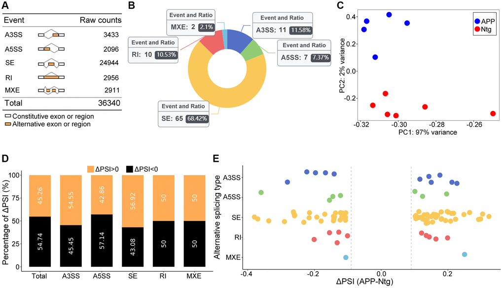 Global summary of AS events. (A) Raw counts in each AS event. (B) Number and ratio of each significant AS event. (C) The PCA plot based on PSI values. APP and Ntg groups were clearly classified. (D) The percent of ΔPSI in each and global AS events. (E) Distribution of ΔPSI in each type AS events.