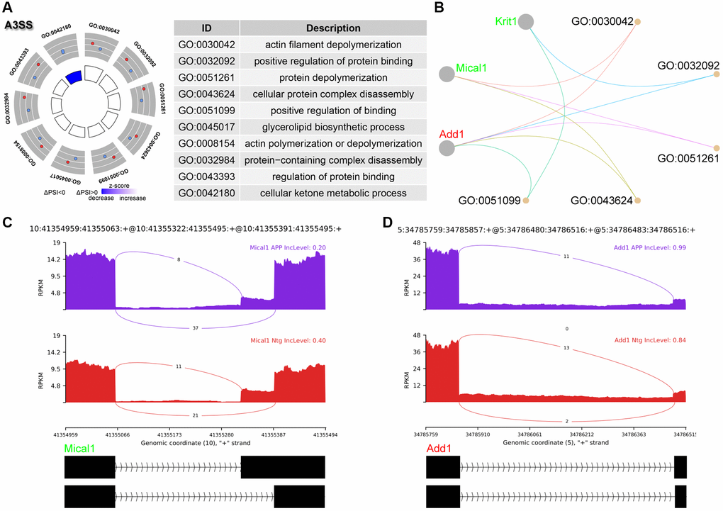 Analysis of A3SS events. (A) Significant GO terms enriched in genes involved in A3SS events. (B) Cnetplot revealed genes in these enriched GO terms. Mical1 colored in red indicated increased PSI level, while Add1 colored in green represented decreased PSI level. (C, D) The detailed sashimi plots for Mical1 and Add1.