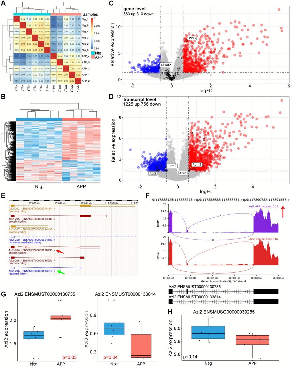 Differentially genes and transcripts analysis. (A) Correlation analysis with gene expression matrix. (B) Heatmap of dysregulated genes between APP and Ntg group. (C) Volcano plot of dysregulated genes. The black circle indicated genes with significant AS event. (D) Volcano plot of dysregulated transcripts. Genes harbored different transcripts with opposite changes were labeled. (E) Genomic information of Azi2. Red arrow indicated the longer transcript with coding ability and SE event, and the green arrow revealed the shorter transcript with RI. (F) The detailed sashimi plots for Azi2. (G, H) Relative expression of Azi2 in gene and transcript levels. ENSMUST00000130735 represented longer Azi2 transcript, and ENSMUST00000133814 represented the shorter transcript.