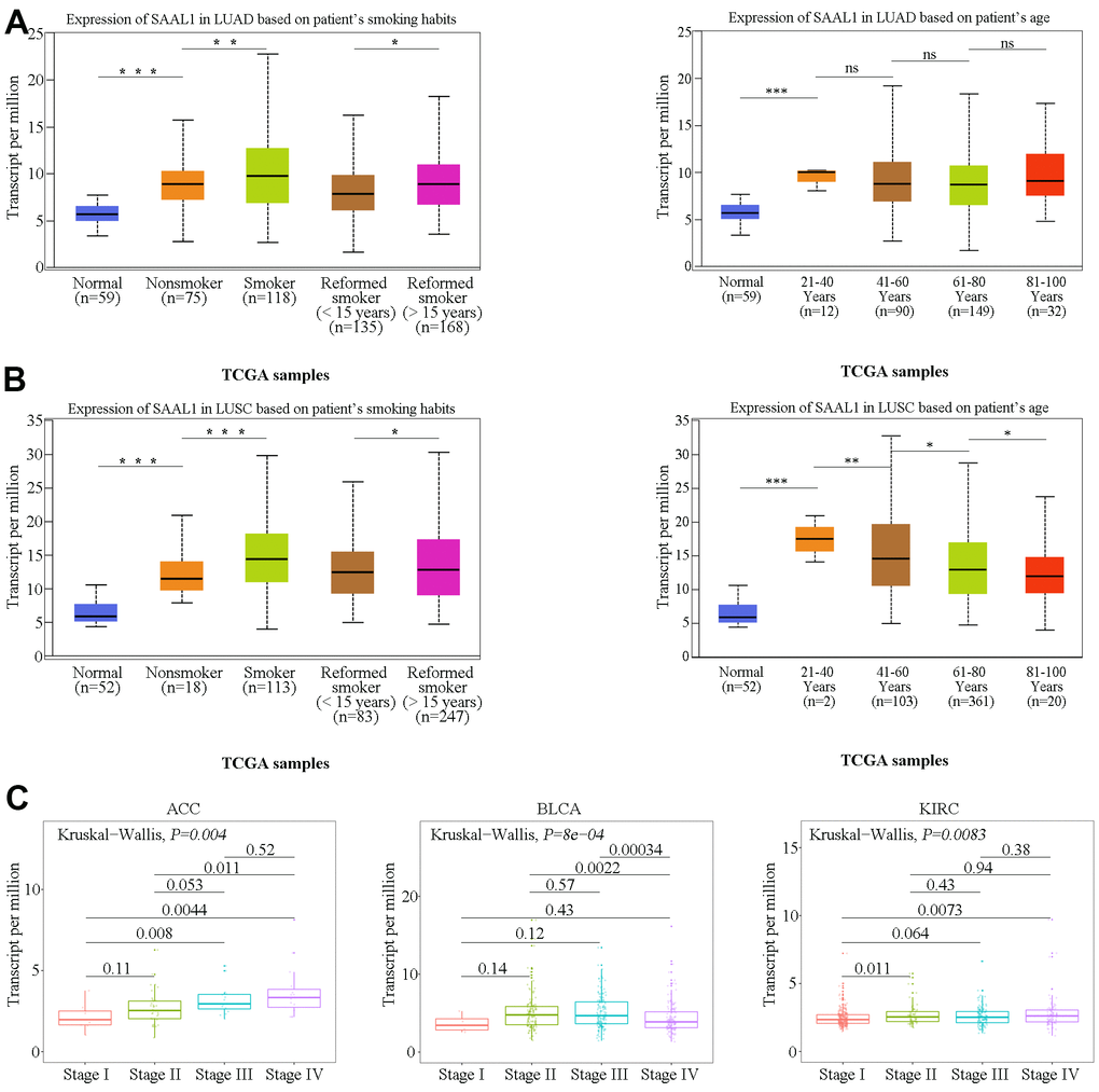 Correlation analysis of SAAL1 expression and clinical parameters. SAAL1 expression in (A) LUAD and (B) LUSC stratified according to patients’ smoking history and age. (C) SAAL1 expression as a function of tumor stage. *P