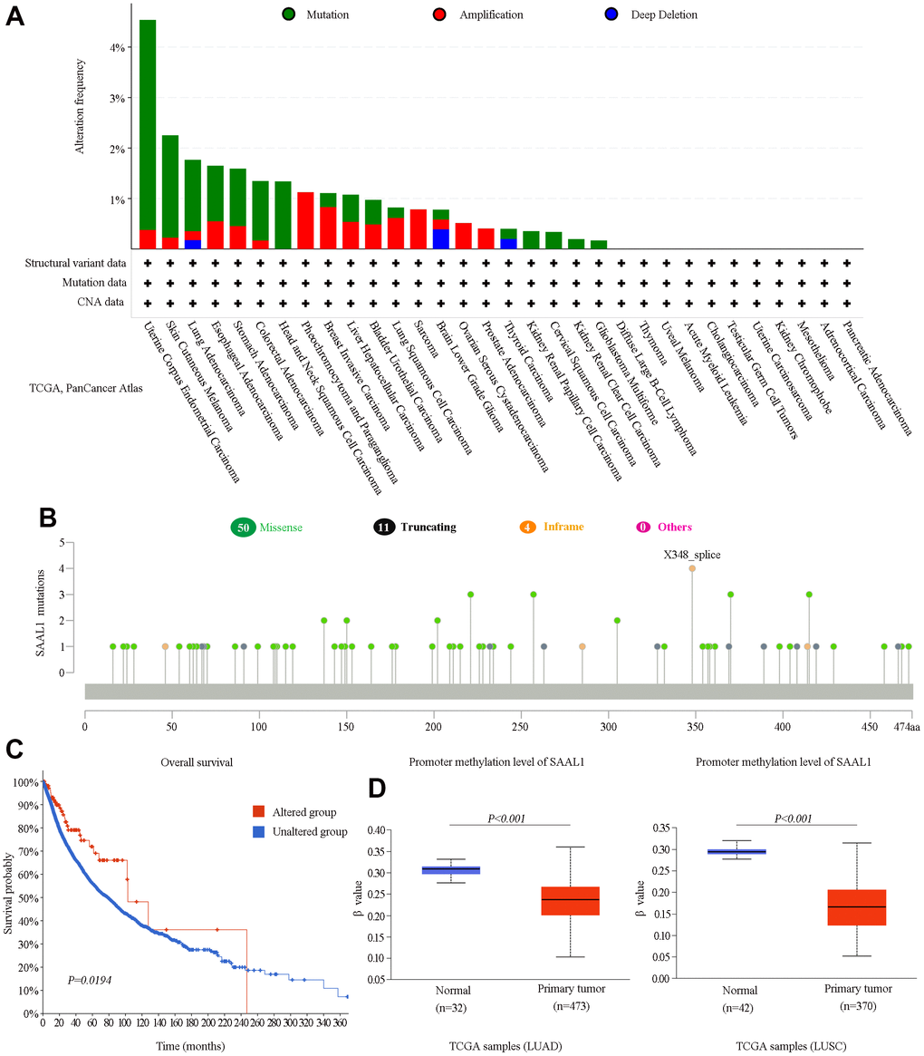 Analysis of SAAL1 gene alterations and promoter methylation status in various cancer types. (A) SAAL1 gene alteration types and frequencies in different cancer types. (B) Mutation types, sites, and frequencies (case numbers). (C) Survival curves for cancer patients with and without altered SAAL1. (D) SAAL1 promoter methylation status in LUAD and LUSC.
