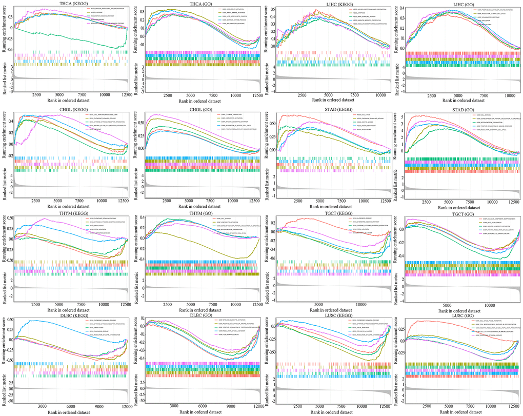 GSEA for SAAL1-enriched KEGG pathways and GO terms in tumors (THCA, LIHC, CHOL, STAD, THYM, TGCT, DLBC and LUSC) with high and low SAAL1 expression. The upward trend of the enrichment score (ES) lines denote pathway enrichment in the high SAAL1 expression group, and the downward trend of the ES lines indicate pathway enrichment in the low SAAL1 expression group. The top five items with the highest correlation with SAAL1 expression were analyzed by KEGG and GO enrichment analysis.