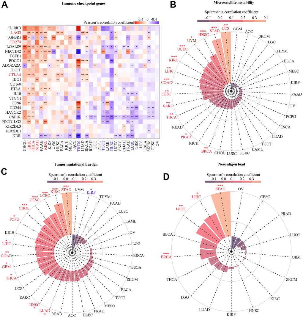 Correlation analysis of SAAL1 with immune checkpoint genes, microsatellite instability, tumor mutational burden, and neoantigen load. (A) Immune checkpoint genes. (B) Microsatellite instability. (C) Tumor mutational burden. (D) Neoantigen load. *P