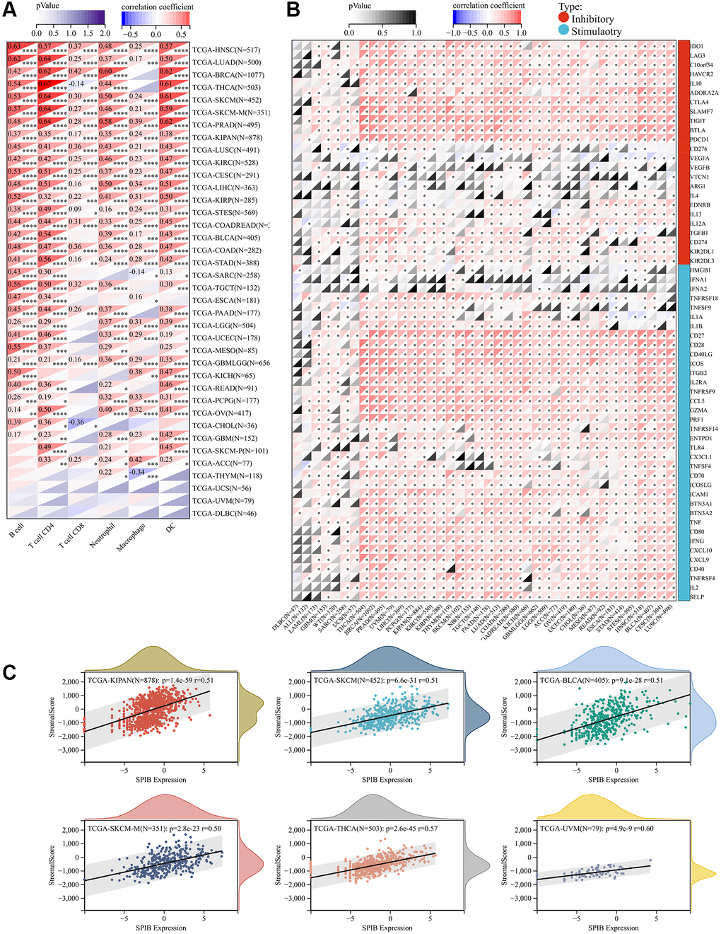 SPIB expression correlates with immune infiltration and immune checkpoint markers. (A) SPIB expression and infiltration levels of various immune cells in the TIMER database. (B) Correlation analysis of SPIB expression levels with the levels of 60 immune checkpoint genes in pan-cancer. (C) SPIB expression in UVM, THCA, KIPAN, SKCM, BLCA, and SKCM-M immune infiltration levels. *P **P ***P ****P 