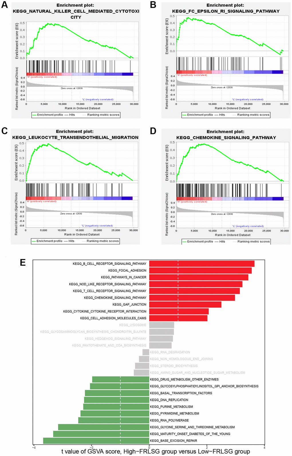 GSEA and GSVA demonstrating the immune-related pathways enriched in the high-FRLSG group. (A–D) Immune-related pathways enriched in the high-FRLSG group through GSEA. (E) GSVA demonstrating the enriched pathways associated with FRLSG. Blue bars indicated the high-FRLSG group associated pathway, while green bars indicated the low-FRLSG group associated pathways.