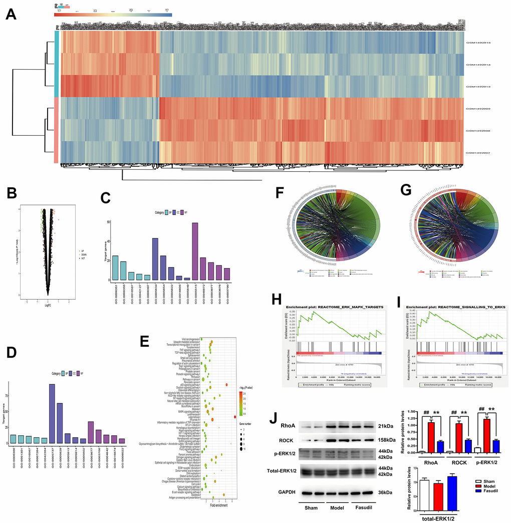 Fasudil inhibited the RhoA/ROCK/ERK1/2 signaling pathway in arterial smooth muscle tissues of rabbits. (A) A heatmap of the top 200 DEGs in the GSE60887 dataset. (B) A volcano map of the top 200 DEGs in the GSE37924 dataset. (C, D) Annotations of the GO analysis. (E) Partial results of the KEGG pathway analysis. (F–I) The string revealing the gene-enriched items of biological process. (J) Western blotting and quantitative analysis revealed that RhoA, ROCK, and p-ERK1/2 expressions were significantly reduced in the arterial smooth muscle tissues in Fasudil group compared with those in Model group. Pvs. Model group vs. Sham group.