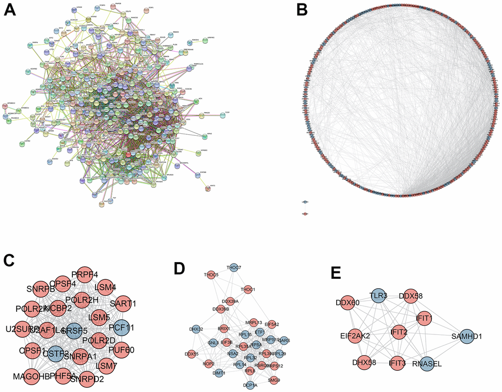 Protein-protein interaction (PPI) network and module analysis. (A) PPI network of integrated DERBPs by String database; (B) Visualized PPI analysis of DERBPs based on Cytoscape; (C–E) Top three modules from the PPI network.