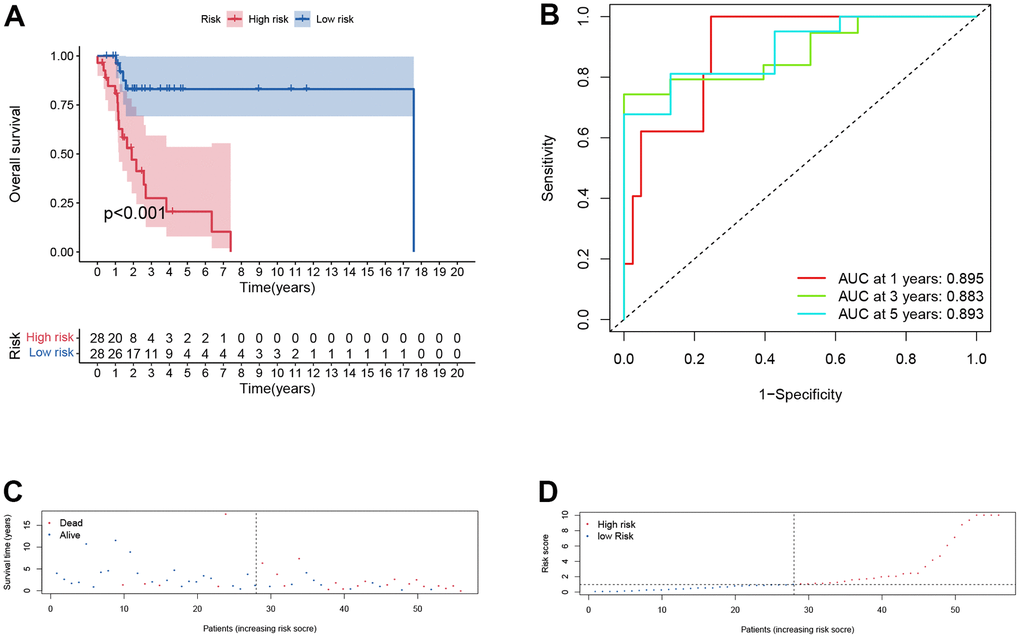 Prognostic assessment of the transcriptomic signature in training cohort. (A) Kaplan-Meir (KM) survival curves; (B) Receiver operating characteristic curves; (C, D) Risk score distribution and survival status.