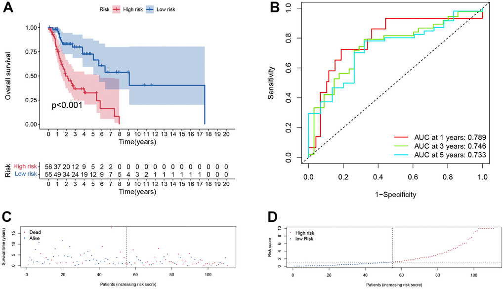 Prognostic assessment of the transcriptomic signature in TCGA cohort. (A) Kaplan-Meir (KM) survival curves; (B) Receiver operating characteristic curves; (C, D) Risk score distribution and survival status.