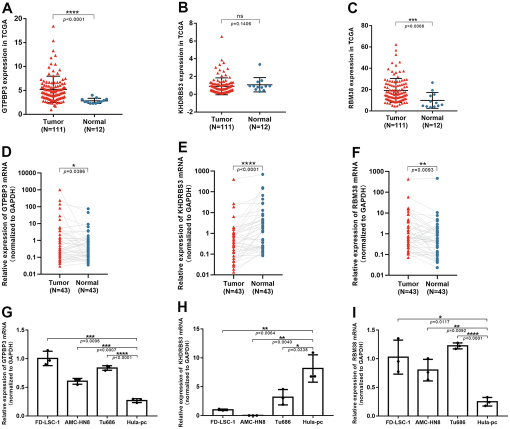 The validation of three RBPs in tissues and cell lines through qRT-PCR. (A–C) Expression of GTPBP3, KHDRBS3 and RBM38 in TCGA database; (D–F) GTPBP3 and RBM38 presented higher expression in LSCC, compared to their adjacent normal tissue, while KHDRBS3 was the opposite; (G–I) GTPBP3 and RBM38 presented higher expression in LSCC cell lines, compared to laryngeal epithelial cell line HuLa-PC, while KHDRBS3 was the opposite.