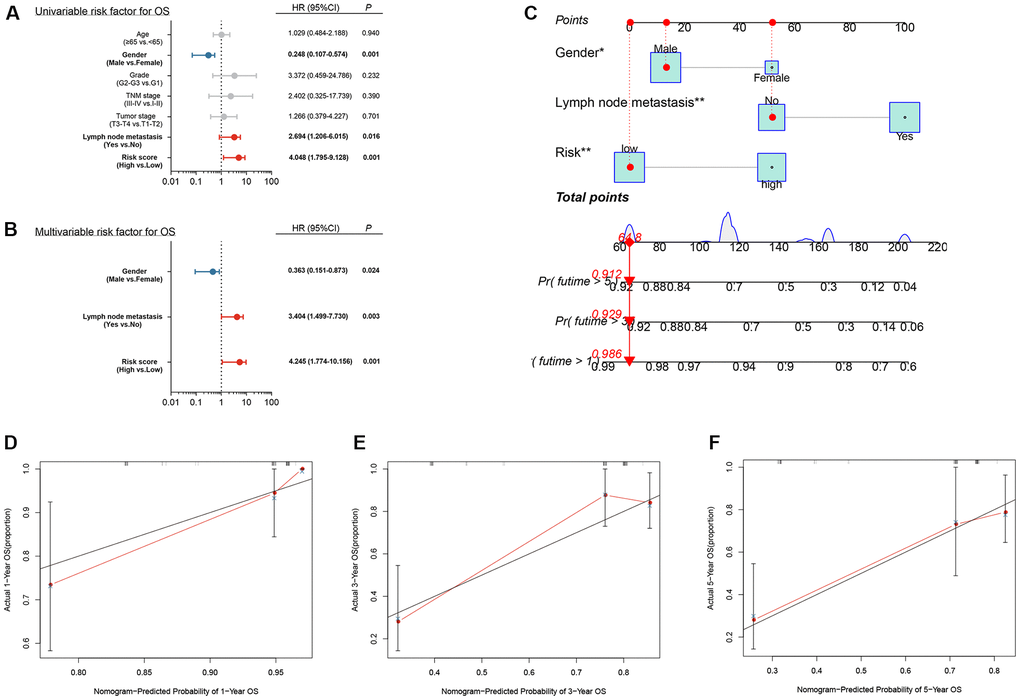 Independent prognostic analysis and construction of a nomogram (A) Univariate analysis of clinical factors; (B) Multivariate analysis of clinical factors; (C) Nomogram for predicting one-, three-, and five-year overall survival of laryngeal squamous cell carcinoma patients based on entire cohort; (D–F) Calibration plots of the nomogram based on one-, three-, and five-year overall survival. The y-axis represents actual survival, and the x-axis represents nomogram-predicted survival.