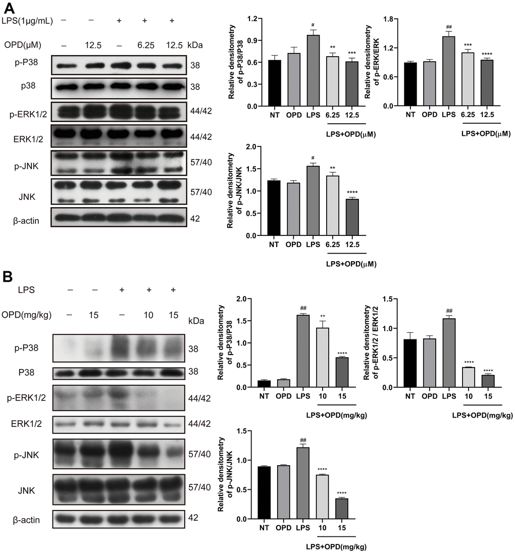 Oxypeucedanin inhibited the activation of the MAPK signaling pathway in LPS-induced mice and LPS-induced RAW264.7 cells. (A) Western blotting was used to analyze the protein of the MAPK signaling pathway in RAW264.7 cells (n=3). Quantitative analysis of the protein levels in the MAPK signaling pathway by Image J. (B) Western blotting was used to analyze the protein of the MAPK signaling pathway in LPS-induced mice(n=3). Quantitative analysis of protein in MAPK signaling pathway by Image J. The concentrations of OPD in cell and animal experiments were 12.5μM and 15mg/kg, respectively. SEM was used as the error standard for data analysis, and the experiment was repeated three times independently. #p ##p **p  0.01, ***p  0.001 and ****p  0.0001 compared with the LPS group. LPS: Lipopolysaccharide; OPD: Oxypeucedanin; NT: No-treatment group.