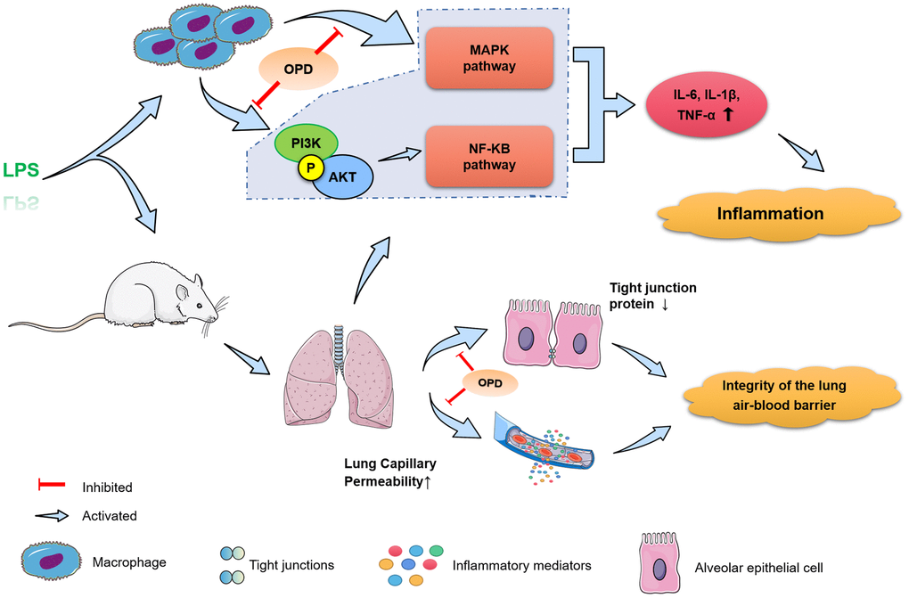 Potential mechanism of Oxypeucedanin in alleviating acute lung injury. OPD can significantly reduce LPS-induced acute lung injury inflammatory response and lung air-blood barrier dysfunction, and inhibited the activation of the PI3K/AKT, NF-κB, and MAPK signaling pathways, thus exerting a protective effect on acute lung injury.