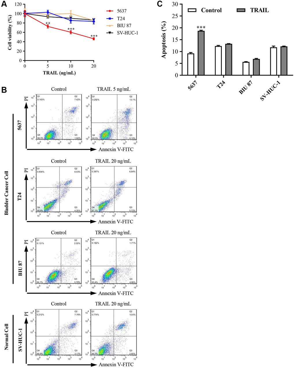 Effects of TRAIL on cell viability and apoptosis in 5637, T24, BIU 87, and SV-HUC-1 cells. (A) Bladder epithelial cell (SV-HUC-1) and bladder cancer cell lines (5637, T24 and BIU 87) were treated with different concentrations of TRAIL (0, 5, 10 and 20 ng/mL) for 24 h, and cell viabilities were detected by CCK8 kit. (B and C) According to the sensitivity of bladder cells to TRAIL, 5637 cells were treated with 5 ng/mL TRAIL, T24, BIU 87 and SV-HUC-1 cells were treated with 20 ng/mL TRAIL. After 24 h of treatment, apoptosis was detected using the Annexin V-FITC/PI apoptosis kit. The ANOVA followed by multiple pairwise comparisons using a one-way Student’s t-test procedure was used to analyze differences between treatment and control groups. The results represent the means ± SD of three replicates, **P ***P 