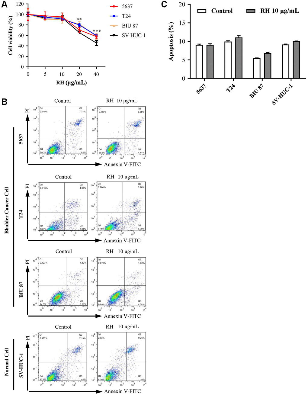 Cell viability and apoptosis in 5637, T24, BIU 87, and SV-HUC-1 cells by treated with RH. (A) After being treated with different concentrations of RH (0, 5, 10, 20 and 40 μg/mL) for 24 h, cell viability of 5637, T24, BIU 87 and SV-HUC-1 cells was measured with CCK8. (B and C) Treated with RH (10 μg/mL) for 24 h, cell apoptosis of 5637, T24, BIU 87 and SV-HUC-1 were detected using FCM. The ANOVA followed by multiple pairwise comparisons using a one-way Student’s t-test procedure was used to analyze differences between treatment and control groups. The results represent the means ± SD of three replicates, *P **P ***P 