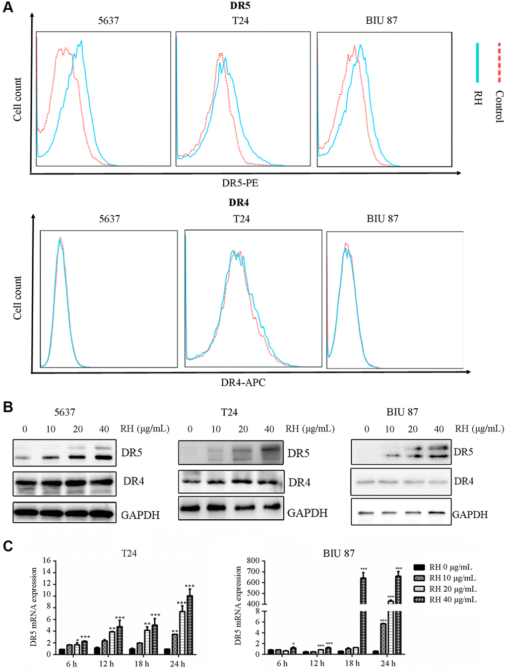 The changes of DR5 and DR4 in bladder cancer cells by treated with RH. (A) The cell surface DR5 and DR4 of T24, 5637 and BIU 87 cells were measured via FCM after treatment with RH (10 μg/mL) for 24 h. (B) TRAIL-sensitive cells (5637) and TRAIL-resistant cells (T24 and BIU 87) were treated with different concentrations of RH (0, 10, 20 and 40 μg/mL) for 24 h, total protein was extracted, DR4 and DR5 were detected by Western blot. (C) TRAIL-resistant cells (T24 and BIU 87) were harvested after being treated with different concentrations of RH (0, 10, 20 and 40 μg/mL) for 6, 12, 18 and 24 h. Then total RNA was extracted, and DR5 was detected by qRT-PCR. Differences between groups were examined using one-way ANOVA. The results represent the means ± SD of three replicates, *P **P ***P 