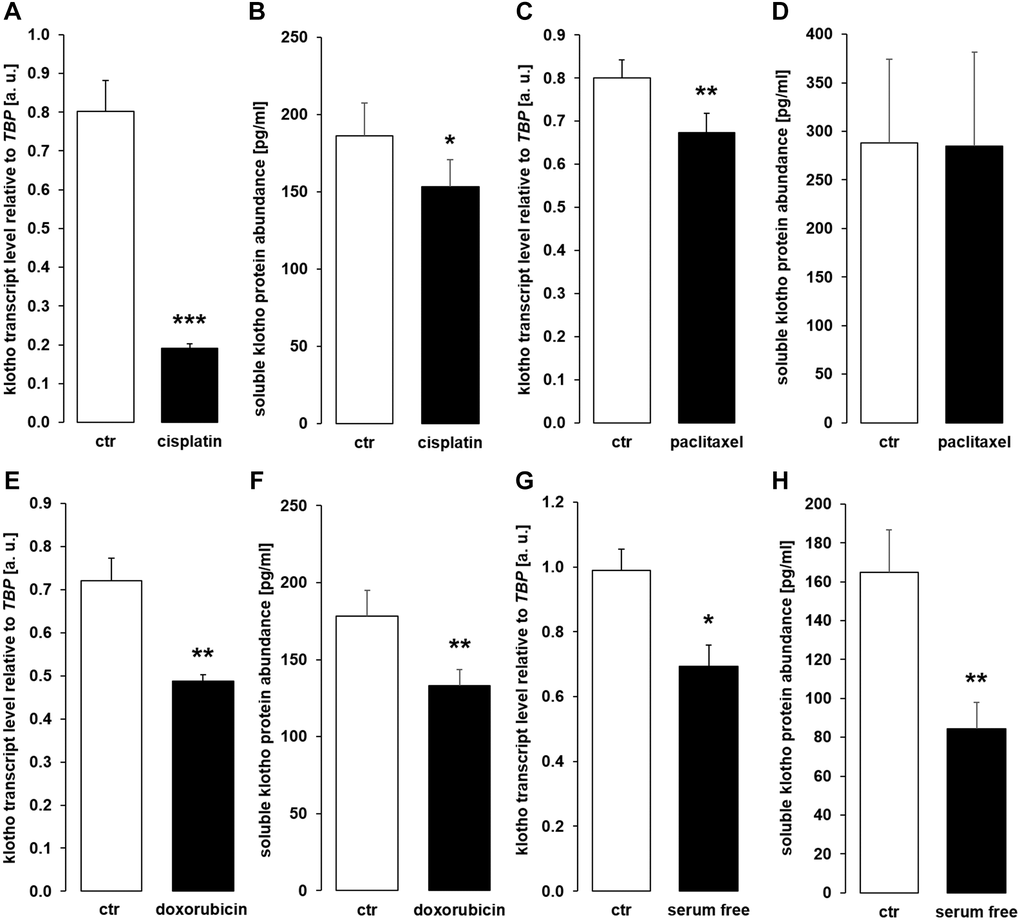 Cytostatic drugs and serum deprivation reduce αklotho gene expression and soluble klotho (sKL) protein secretion in HK-2 cells. (A) Arithmetic mean ± SEM of αklotho mRNA levels relative to TBP in HK-2 cells treated with or without 10 μM cisplatin for 24 h (n = 8, paired t-test). (B) Arithmetic mean ± SEM of sKL concentration in the supernatant of HK-2 cells treated with 10 μM cisplatin or vehicle control for 24 h (n = 6, paired t-test). (C) Arithmetic mean ± SEM of αklotho transcript levels relative to TBP in HK-2 cells treated with or without 120 nM paclitaxel (n = 6, paired t-test) for 24 h. (D) Arithmetic mean ± SEM of sKL concentration in the cell culture supernatant of HK-2 cells treated with or without 120 nM paclitaxel for 24 h (n = 6, paired t-test). (E) Arithmetic mean ± SEM of αklotho transcript levels relative to TBP in HK-2 cells treated with or without 300 nM doxorubicin for 24 h (n = 5, paired t-test). (F) Arithmetic mean ± SEM of sKL concentration in the cell culture supernatant of HK-2 cells treated with or without 300 nM doxorubicin for 24 h (n = 4, paired t-test). (G) Arithmetic mean ± SEM of αklotho mRNA levels relative to TBP in HK-2 cells incubated with (ctr) or without 10 % FBS in the culture medium for 24 h (n =5, paired t-test). (H) Arithmetic mean ± SEM of sKL concentration in the HK-2 cell culture supernatant after incubation with or without 10% FBS for 24 h (n = 5, paired t-test). *p **p ***p 