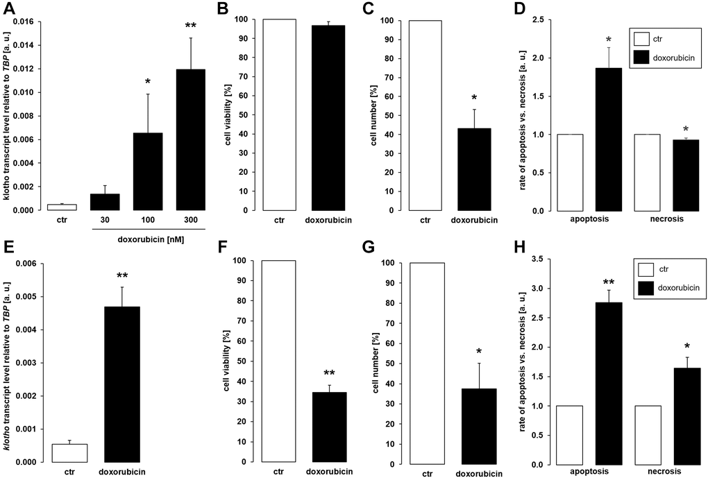 Doxorubicin enhances αklotho expression in MDCK and NRK-52E cells. (A) Arithmetic mean ± SEM of αklotho transcript levels normalized to TBP in MDCK cells treated with doxorubicin at the indicated concentration for 24 h (n = 5; Friedman ANOVA followed by Dunn-Bonferroni post-hoc test). (B, C) Arithmetic mean ± SEM of MDCK cell viability (B) or number (C) upon treatment without or with 300 nM doxorubicin for 24 h (B: n = 5; one-sample t-test; C: n = 4; one-sample t-test). (D) Rate of apoptosis and necrosis of MDCK cells treated with or without 300 nM doxorubicin for 24 h (n = 6, one-sample t test). (E) Arithmetic mean ± SEM of αklotho transcript levels relative to TBP in NRK-52E cells incubated without or with 300 nM doxorubicin for 24 h (n = 5, paired t-test). (F, G) Arithmetic mean ± SEM of NRK-52E cell viability (F) or number (G) upon treatment without or with 300 nM doxorubicin for 24 h (F: n = 4, one-sample t-test; G: n = 4, one-sample t-test). (H) Rate of apoptosis and necrosis of NRK-52E cells treated with or without 300 nM doxorubicin for 24 h (n = 5, one-sample t test) *p **p 