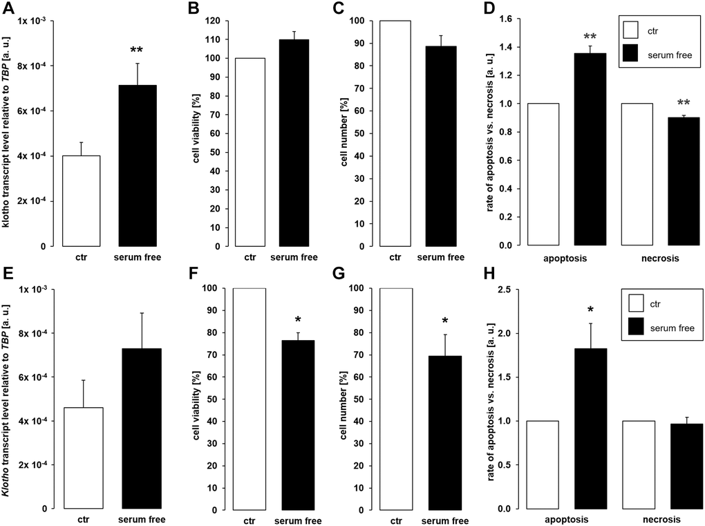 Serum deprivation up-regulates αklotho expression in MDCK cells. (A) Arithmetic mean ± SEM of αklotho transcript levels relative to TBP in MDCK cells incubated for 24 h with or without 5% fetal bovine serum (FBS; n = 5; paired t-test). (B, C) Arithmetic mean ± SEM of MDCK cell viability (B) or number (C) upon incubation with or without 5% FBS for 24 h (B: n = 4, one-sample t-test; C: n = 6, one-sample t-test). (D) Rate of apoptosis and necrosis of MDCK cells cultured with or without 5% FBS for 24 h (n = 6, one-sample t test). (E) Arithmetic mean ± SEM of αklotho transcript levels relative to TBP in NRK-52E cells incubated for 24 h with or without 5% newborn calf serum (NBCS) (n = 8, paired t-test). (F, G) Arithmetic mean ± SEM of NRK-52E cell viability (F) or number (G) upon incubation with or without 5% NBCS for 24 h (F: n = 5, one-sample t-test; G: n = 4, one-sample t-test). (H) Rate of apoptotis and necrosis of NRK-52E cells cultured with or without 5% NBCS for 24 h (n = 5, one-sample Wilcoxon test). *p **p 