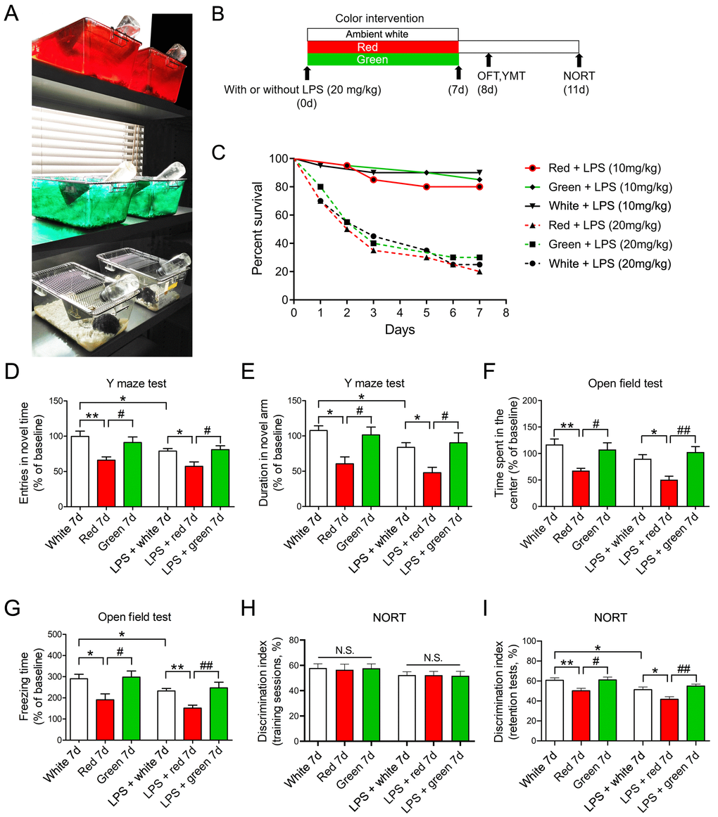 Red light exposure induces cognitive impairment in both non-LPS-treated and LPS-treated mice. (A, B) Treatment schedule. Mice were treated with or without LPS (20 mg/kg) and then exposed to light for 7 days. Non-LPS-treated mice and LPS-treated mice were scheduled for open field and Y maze tests on day 8 and a NORT on day 11. (C) Survival curves (n = 20/group). The survival rate did not significantly differ among groups exposed to red, green or ambient white light for 7 days after administration of LPS (10 or 20 mg/kg). (D–I) Red light exposure impaired spatial learning and memory and induced anxiety-like behavior as compared to ambient white or green light. This is evidenced by the reduced frequency of entering the novel arm (D) and the reduced time spent in the novel arm (E) in the Y maze test, the reduced time spent in the center (F) and the reduced freezing time (G) in the open field test, and the reduced time exploring the novel object (H, I) in the NORT. Data are shown as the mean ± SEM (n = 6-8/group). *P P #P ##P 