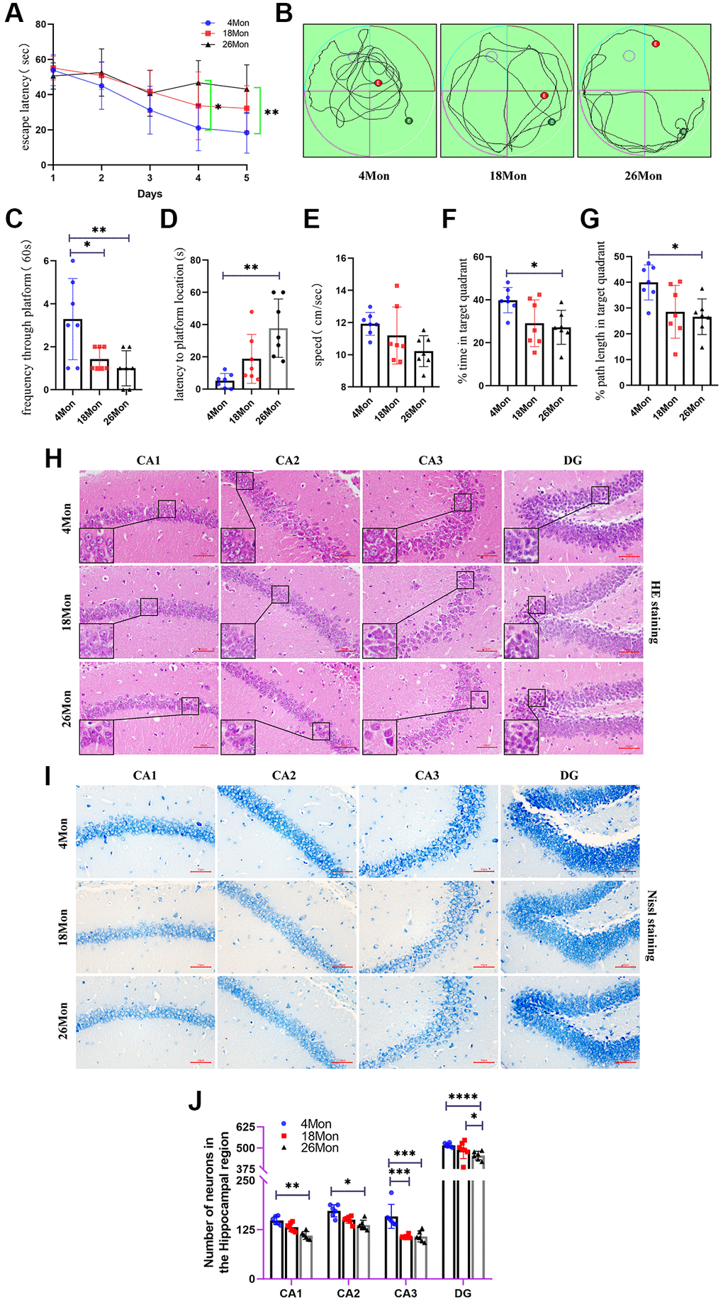 Age related cognitive impairment and neuron loss in mice. (A) Escape latency. (B) Movement Trajectory of mice. (C) Frequency through platform. (D) Latency to platform location. (E) The average swimming speed. (F) The percentage of time in target quadrant. (G) The percentage of path length in target quadrant. (H) HE staining of mouse brain. Scale bar, 50 μm. (I) Nissl staining in the hippocampus of each group. Scale bar, 50 μm. (J) The number of living neurons of hippocampus in mice. All experiments were expressed as the mean +/−S.D, analyzed by ANOVA followed by Tukey’s test, *P **P ***P ****P 